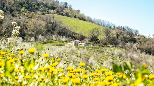 Villa Zen Falerone Garten