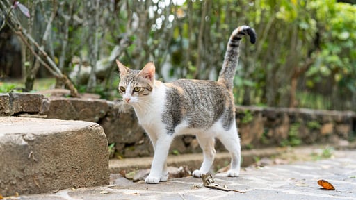 Why House Персонал виллы