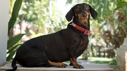 Why House Персонал виллы