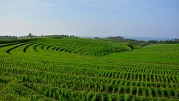 Ketapang Estate
