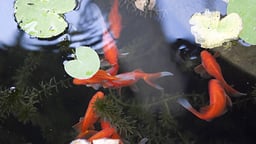 Villa Kingsley's Pearl