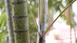 Villa Kingsley's Pearl