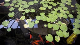 Villa Kingsley's Pearl