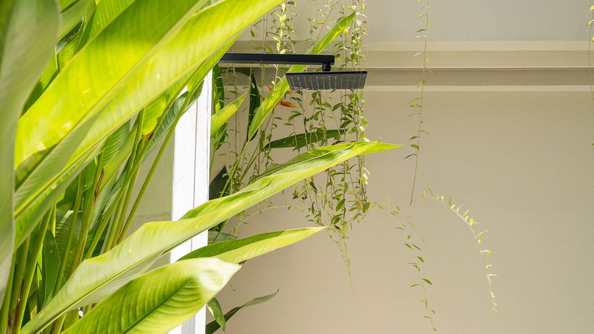 Loona Palm Seseh 2 Others